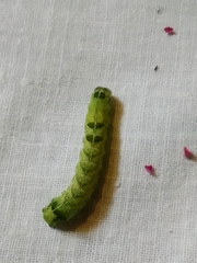 Melanchra persicariae