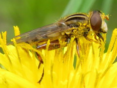 Helophilina