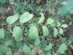 Spiraea flexuosa