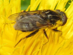 Parhelophilus rex