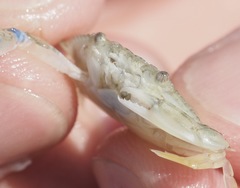 Callinectes similis