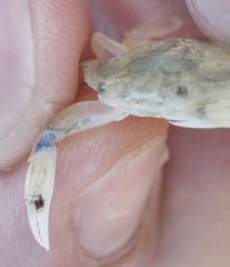 Callinectes similis