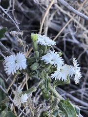 Schizopetalon walkeri