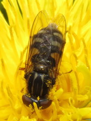 Parhelophilus rex