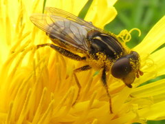 Parhelophilus rex