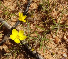 Rhynchopsidium pumilum