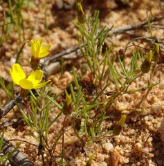 Rhynchopsidium pumilum