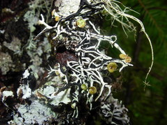 Hypogymnia inactiva