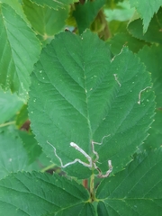 Stigmella splendidissimella