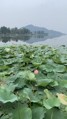 Nelumbo nucifera