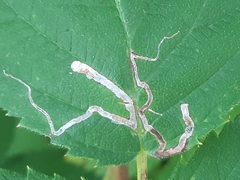 Stigmella splendidissimella