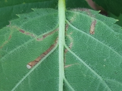 Stigmella splendidissimella