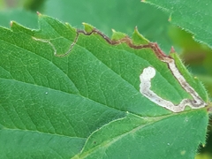 Stigmella splendidissimella