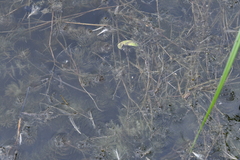 Potamogeton trichoides