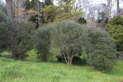 Olea europaea cuspidata
