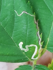 Stigmella splendidissimella