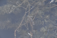 Potamogeton trichoides