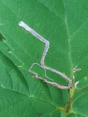 Stigmella splendidissimella