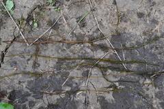 Potamogeton trichoides