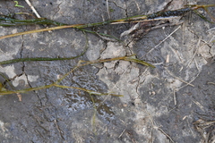 Potamogeton trichoides