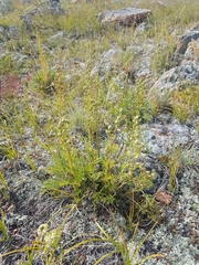 Artemisia monostachya