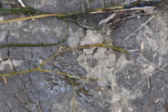 Potamogeton trichoides