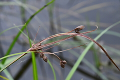 Bolboschoenus laticarpus