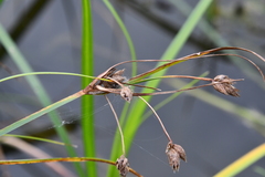 Bolboschoenus laticarpus