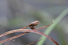 Bolboschoenus laticarpus
