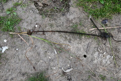 Bolboschoenus laticarpus