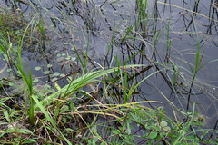 Bolboschoenus laticarpus