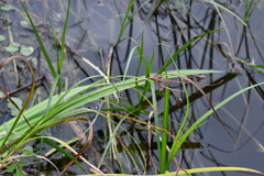 Bolboschoenus laticarpus