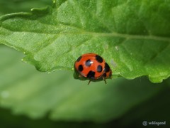Coelophora bissellata