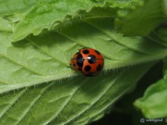 Coelophora bissellata