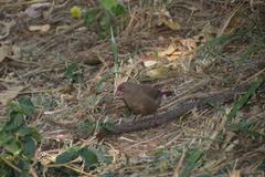 Lagonosticta senegala rendalli