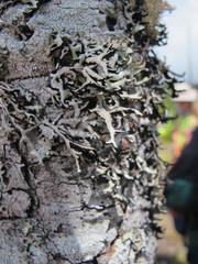 Hypogymnia duplicata