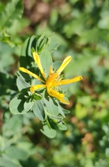 Hypericum perforatum perforatum
