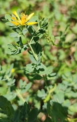 Hypericum perforatum perforatum