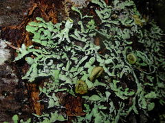 Hypogymnia enteromorpha