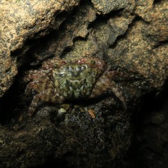 Metopograpsus thukuhar