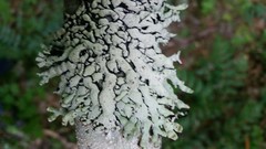 Hypogymnia occidentalis
