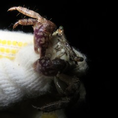 Metopograpsus thukuhar