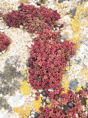 Sedum