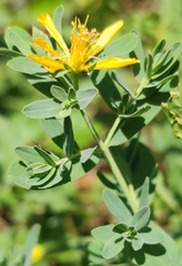 Hypericum perforatum perforatum