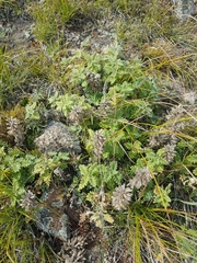 Dracocephalum pinnatum