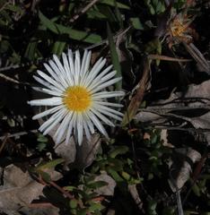 Lampranthus reptans