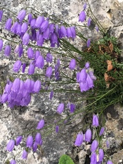 Campanula cespitosa