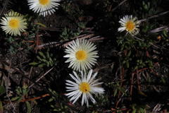 Lampranthus reptans