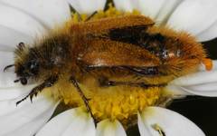 Eulasia bicolor dichroa