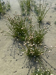 Eriocaulon cinereum